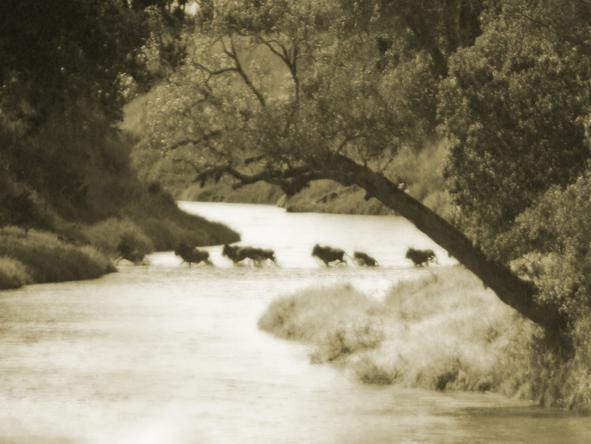 Salas Camp - migration safari